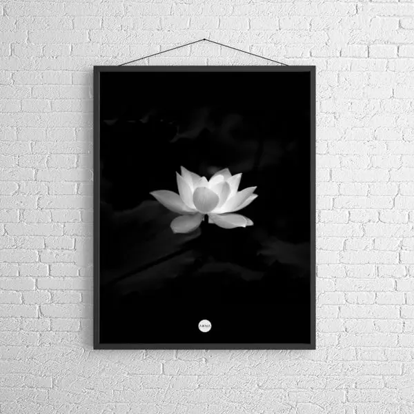 Die weiße Lotusblüte